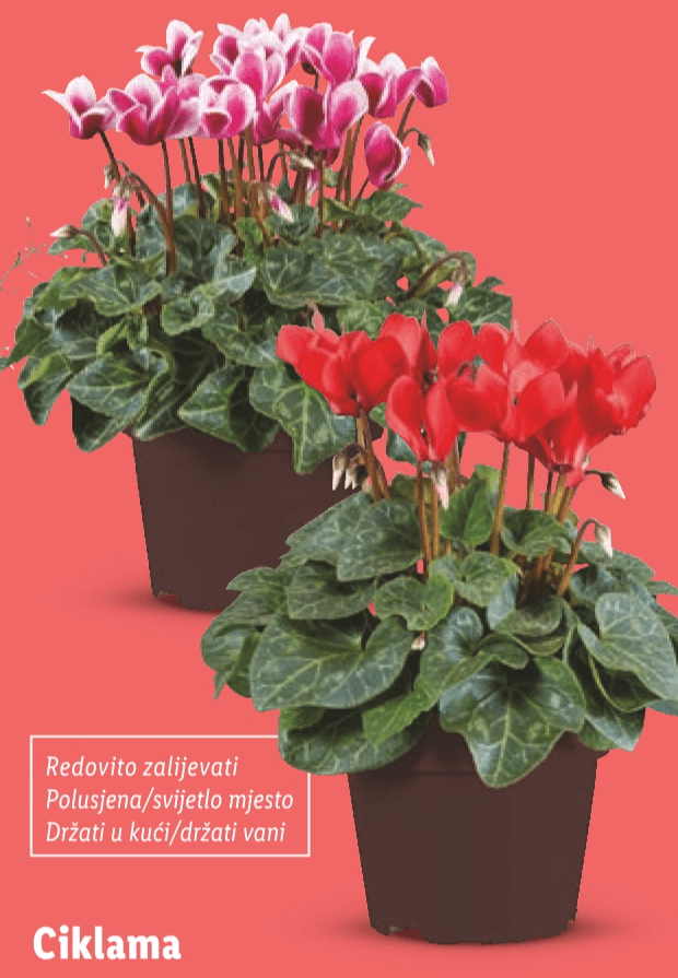 Ciklama Komad - Akcija u trgovini Lidl