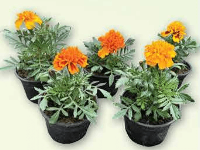 Kadifa 1 komad - Akcija u trgovini Plodine