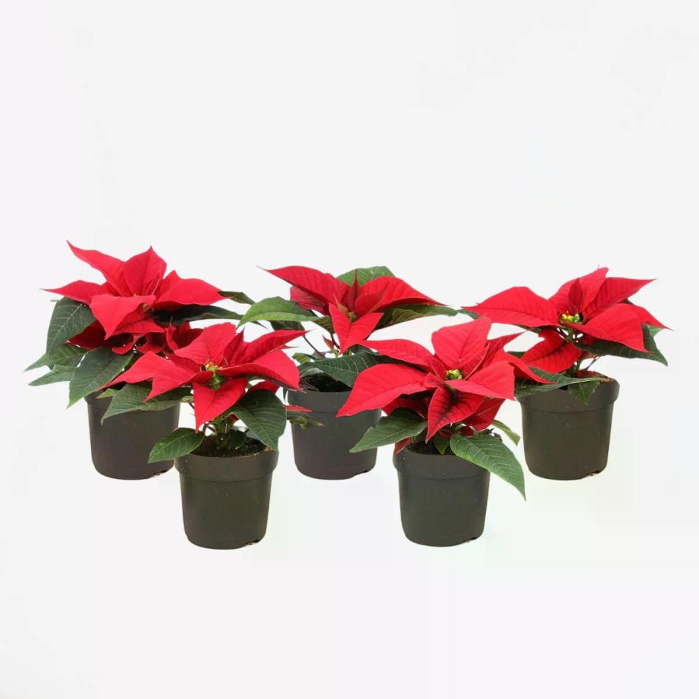 Božićna zvijezda Stablašica lončanica Ø 15 cm, visina 50 cm - Akcija u trgovini Plodine