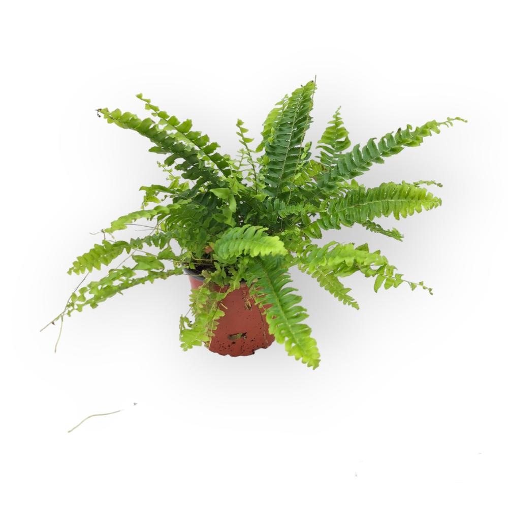 Cvijet Nephrolepis Ø 12 - Akcija u trgovini KTC