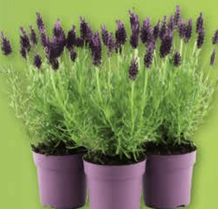 Lavanda - Akcija u trgovini Plodine