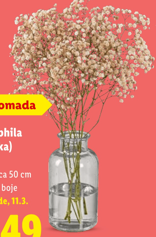 Gypsophila (Sadarka) 4 komada - Akcija u trgovini Lidl