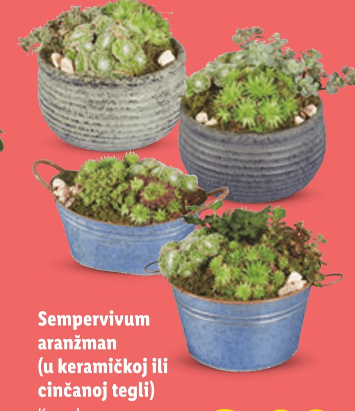 Sempervivum aranžman Visina biljke: cca 11 cm, Promjer biljke: cca 9 cm Akcija u trgovini Lidl