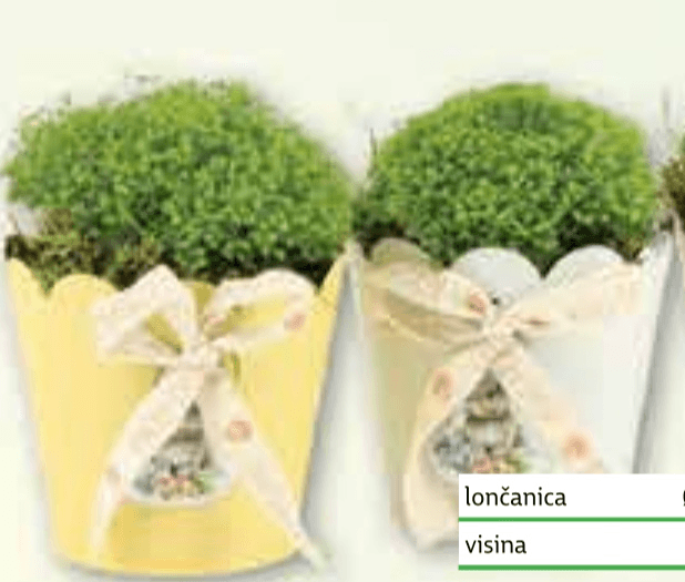 Uskršnji aranžman lončanica Ø 8 cm, visina 15 cm - Akcija u trgovini Plodine