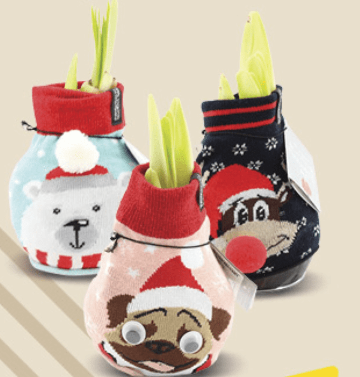 Lukovica u božićnoj dekoraciji kom - Akcija u trgovini Konzum