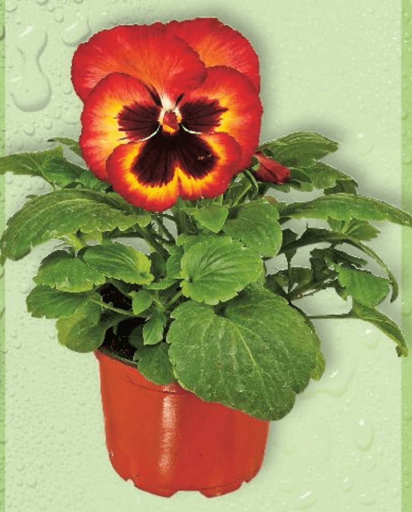 Mini maćuhica 1 komad - Akcija u trgovini Kaufland