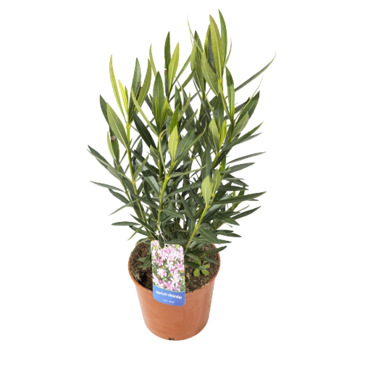Oleander - Akcija u trgovini Lidl