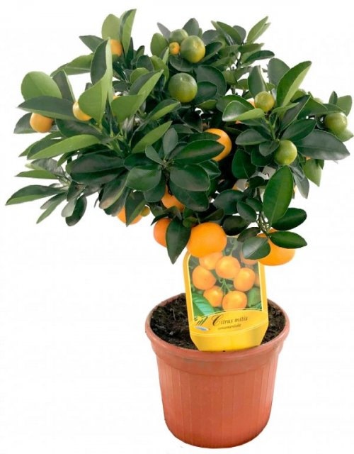 Sadnica citrusa Komad - Akcija u trgovini Lidl