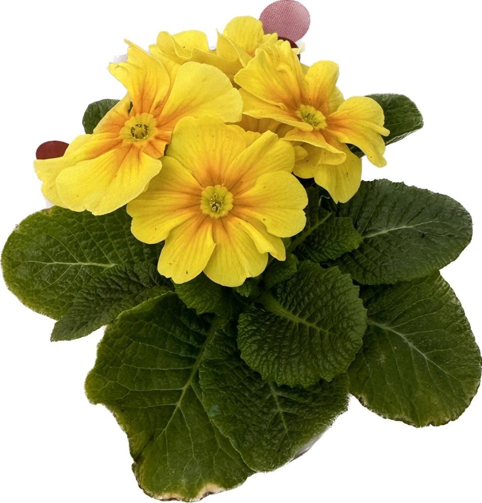 Jaglac - Akcija u trgovini Plodine