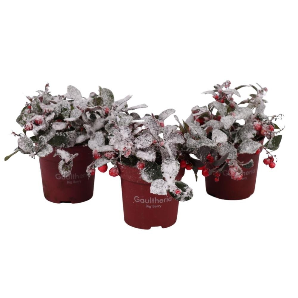 Gaulterija Big Berry - Akcija u trgovini Plodine