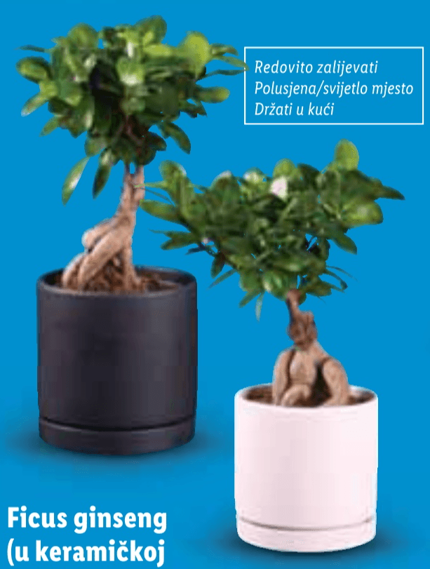 Ficus ginseng - Akcija u trgovini Lidl