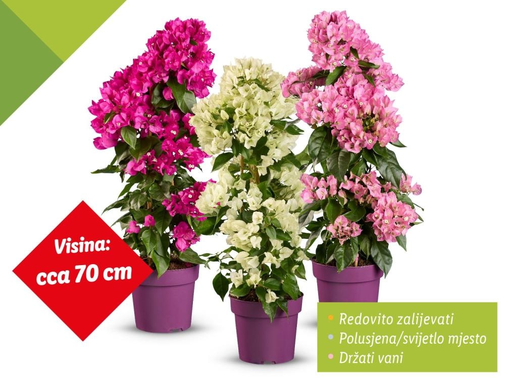 Bugenvilija - Akcija u trgovini Lidl