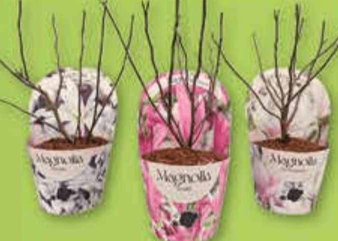 Magnolia - Akcija u trgovini Plodine