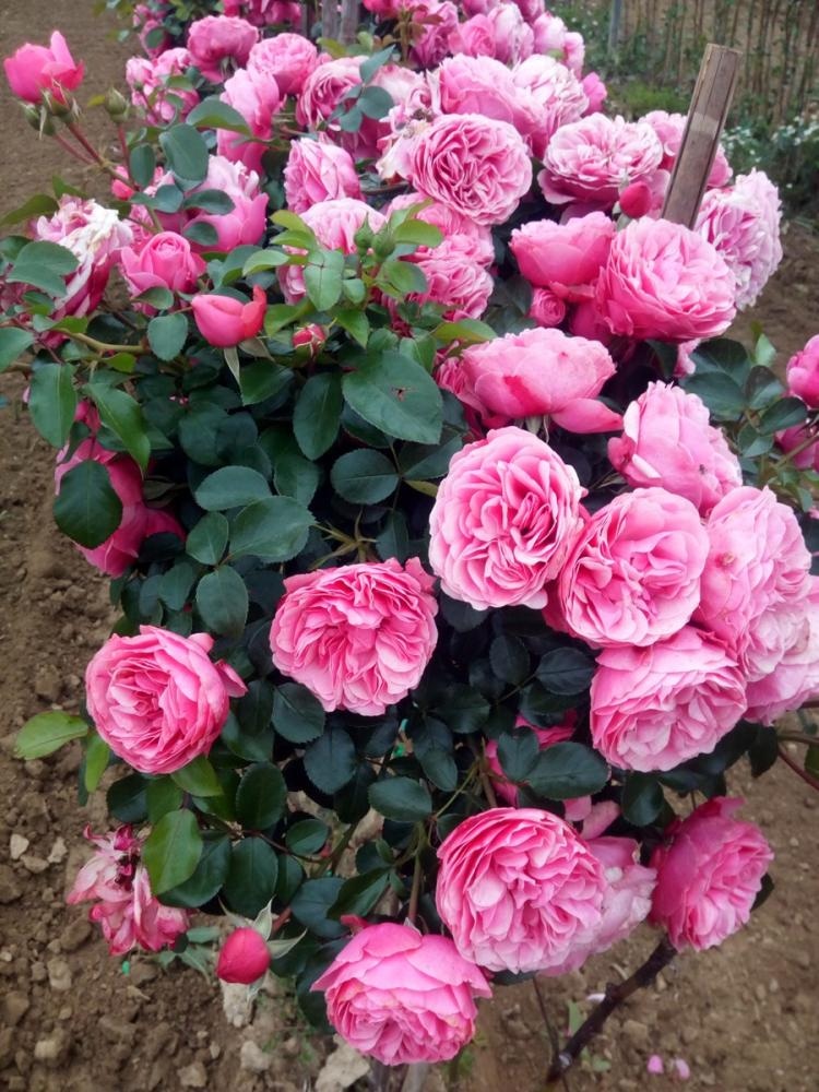 Sadnica RUŽA - Akcija u trgovini Pevex