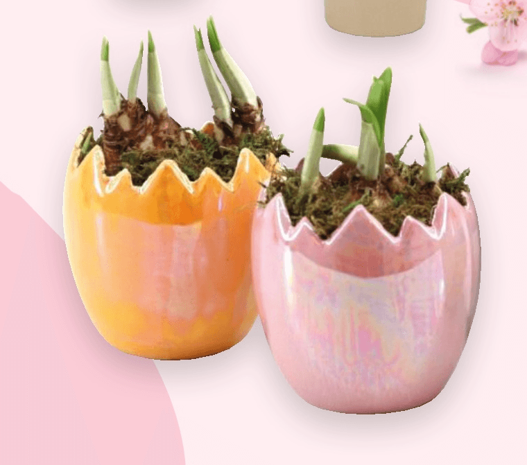 Narcise Uskrs 1 kom - Akcija u trgovini Spar