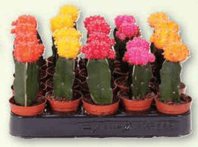 Kaktus mix - Akcija u trgovini Plodine