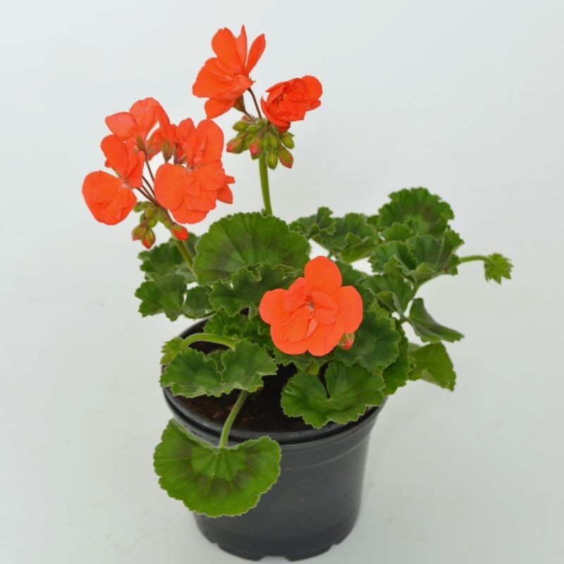 Pelargonija zonale lončanica Ø 12 cm, visina 40 cm - Akcija u trgovini Plodine