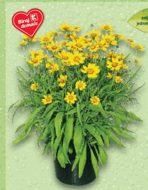 Coreopsis 1 komad, promjer 13 cm - Akcija u trgovini Kaufland