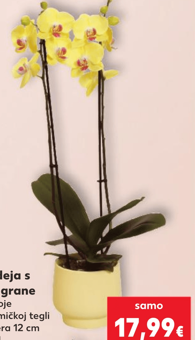 Orhideja s dvije grane 1 komad - Akcija u trgovini Kaufland