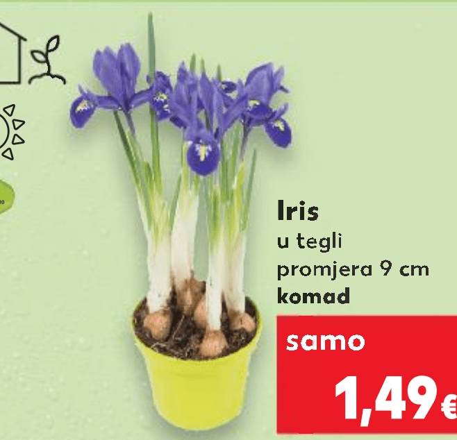 Iris 1 komad - Akcija u trgovini Kaufland