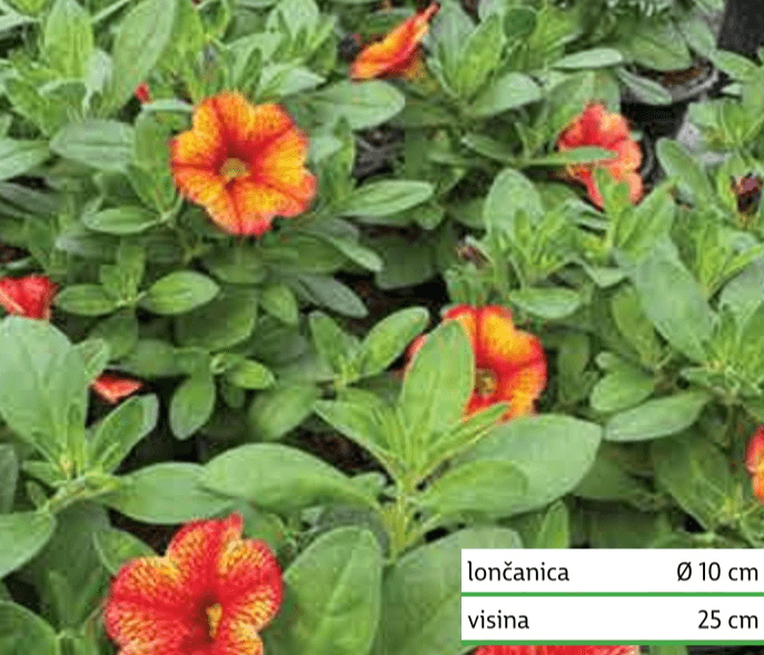 Balkonsko cvijeće mix - Akcija u trgovini Plodine