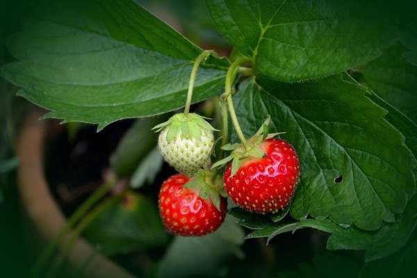Jagoda u visećoj tegli 1 komad - Akcija u trgovini Kaufland