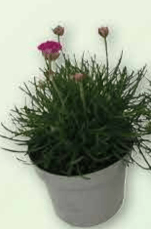 Armeria - Akcija u trgovini Plodine