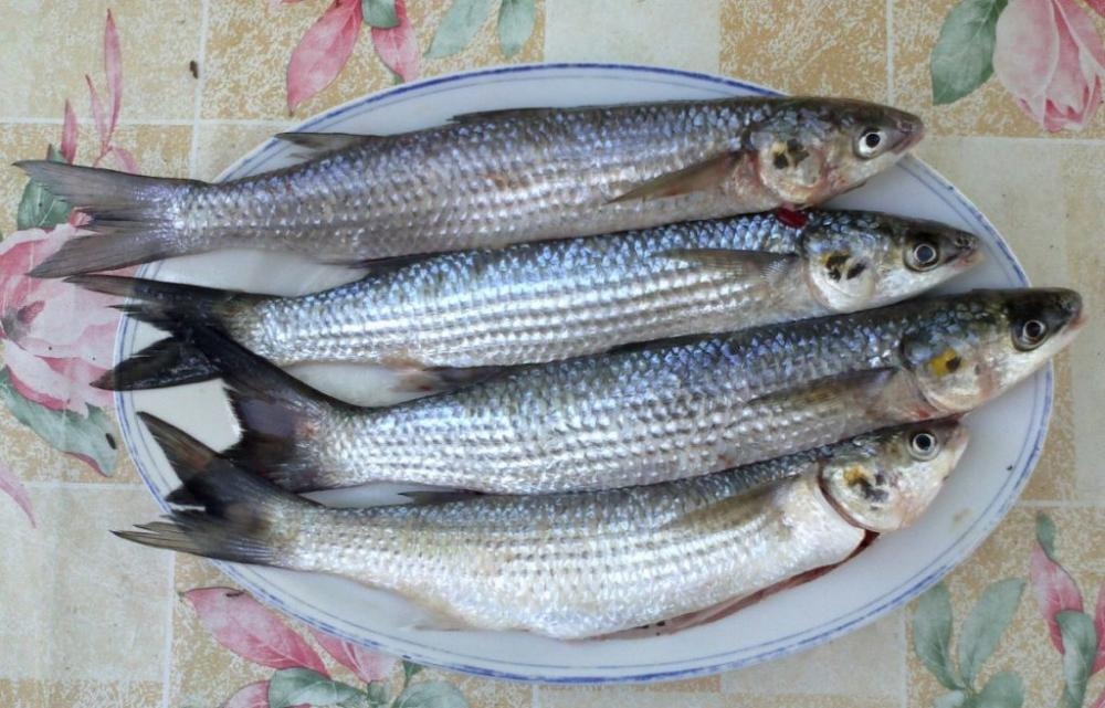 Svježi Cipal Balavac 1 kg - Akcija u trgovini Spar