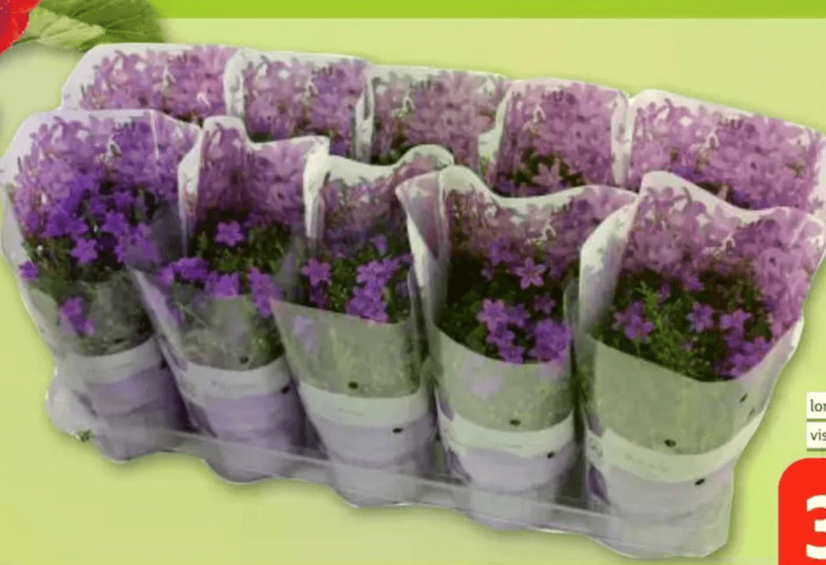 Zvončić lončanica Ø 12 cm, visina 28 cm - Akcija u trgovini Plodine