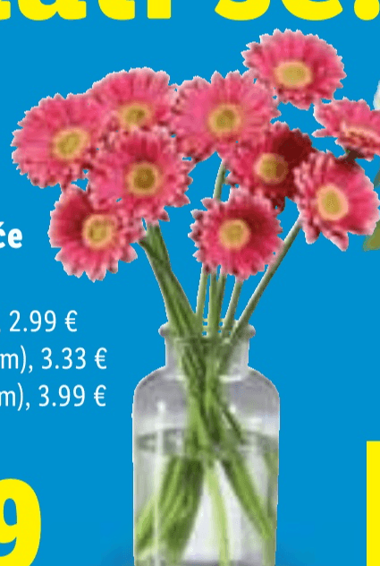 Rezano cvijeće Buket - Akcija u trgovini Lidl