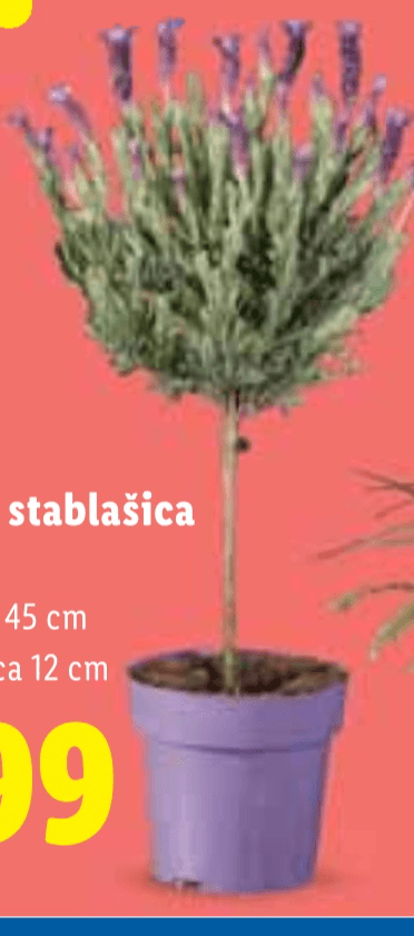 Lavanda stablašica - Akcija u trgovini Lidl