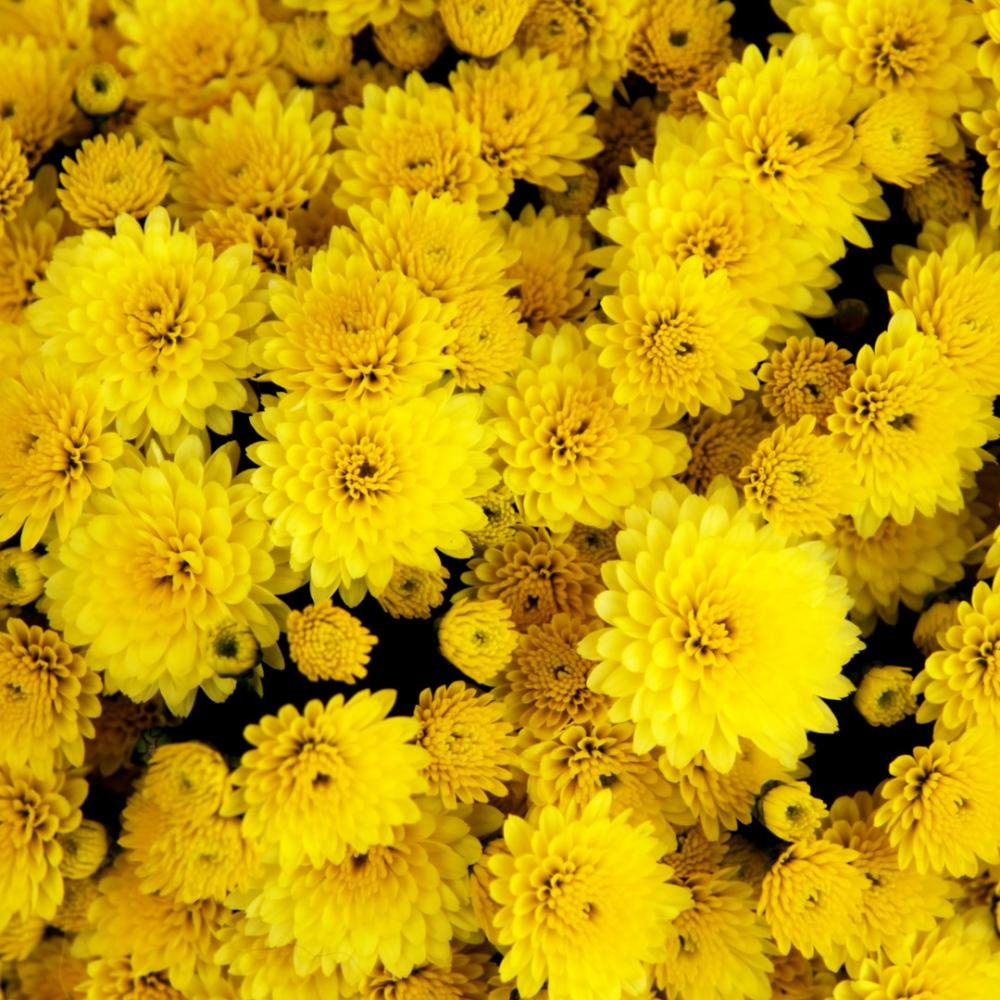 Krizanteme mix Akcija u trgovini Lidl