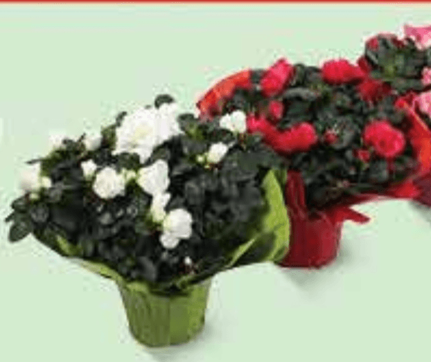 Azalea mix - Akcija u trgovini Plodine