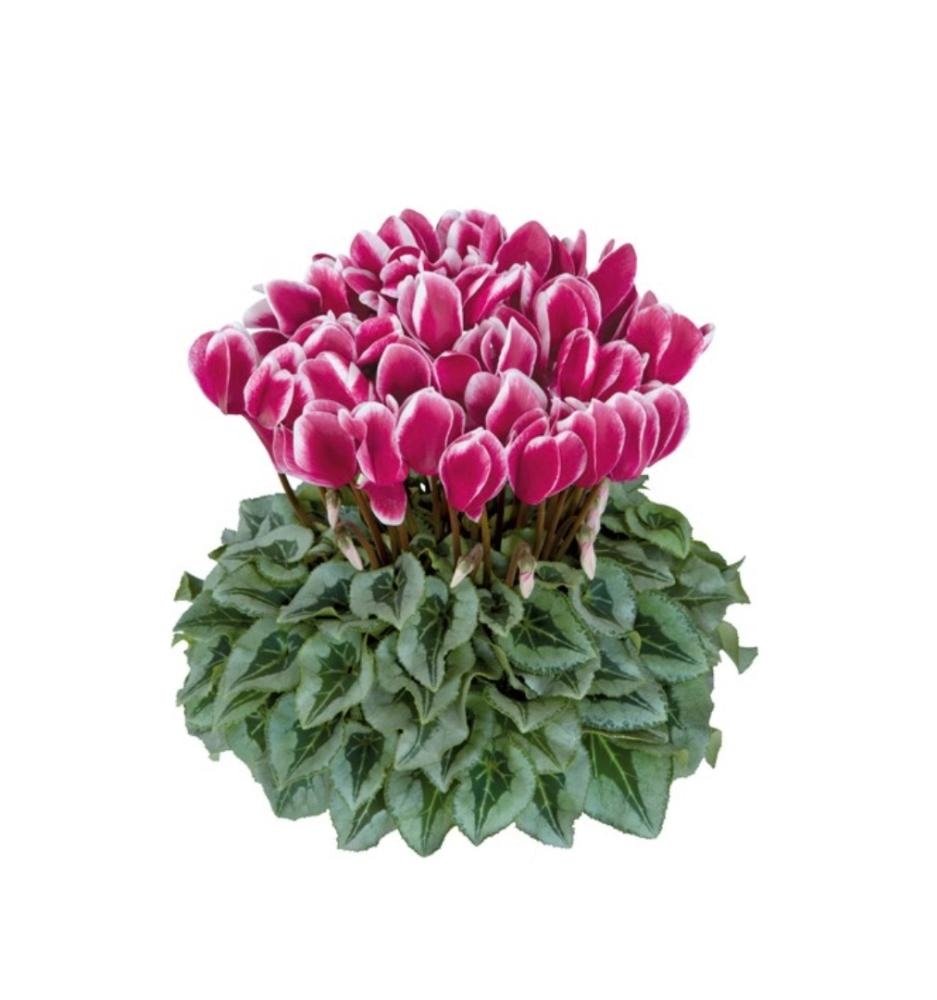 Ciklama 'Halios' T12 - Akcija u trgovini Bauhaus