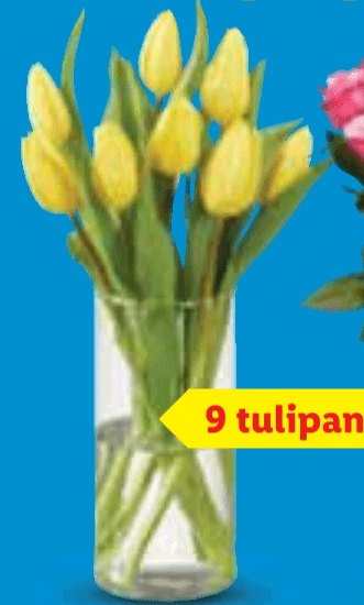 Rezano cvijeće - Tulipani - Akcija u trgovini Lidl