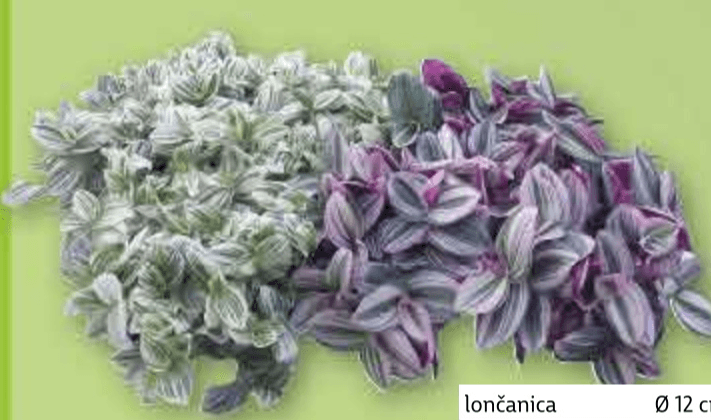 Tradeskancija lončanica Ø 12 cm, visina 20 cm - Akcija u trgovini Plodine