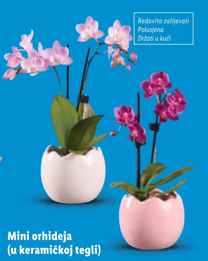 Mini orhideja Komad - Akcija u trgovini Lidl