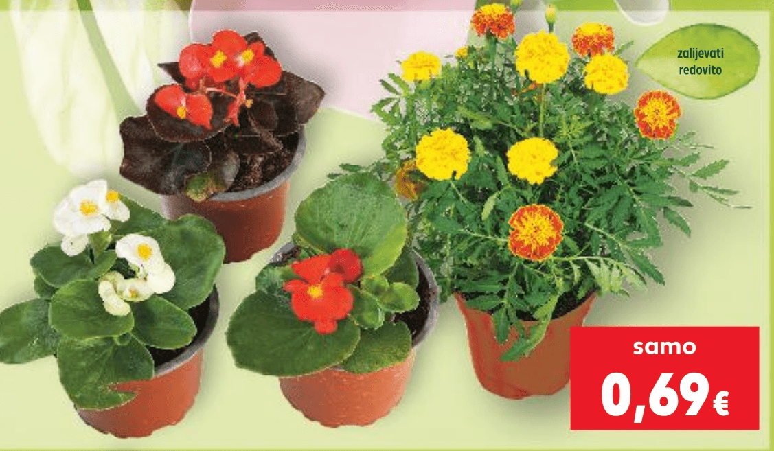 Ljetnice komad - Akcija u trgovini Kaufland