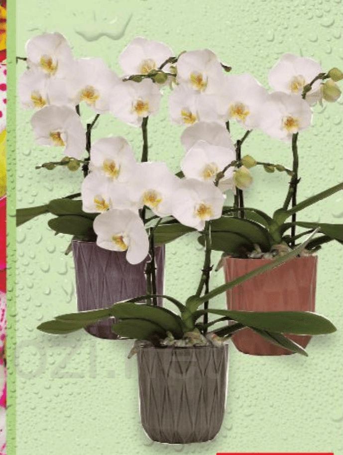 Orhideja Phalaenopsis "Shorty" komad Akcija u trgovini Kaufland
