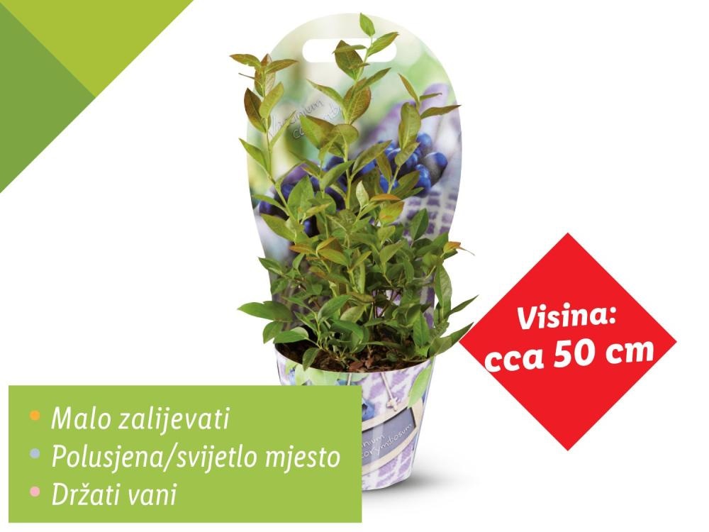 Sadnica borovnice Akcija u trgovini Lidl