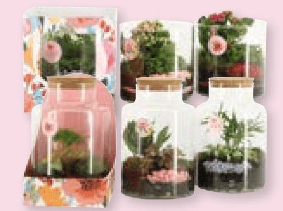 Aranžman u terariju 1 kom - Akcija u trgovini Spar