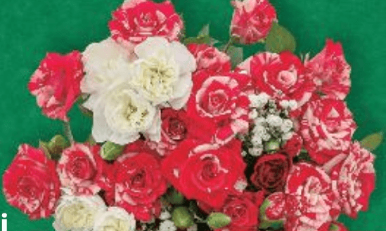 Karanfili i ruže komad - Akcija u trgovini Kaufland