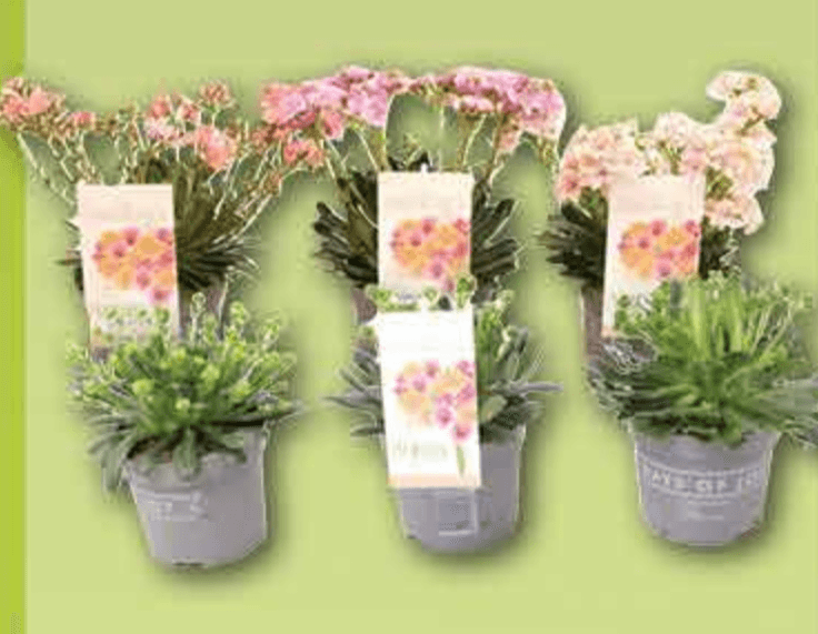 Lewisia lončanica Ø 13 cm, visina 23 cm - Akcija u trgovini Plodine