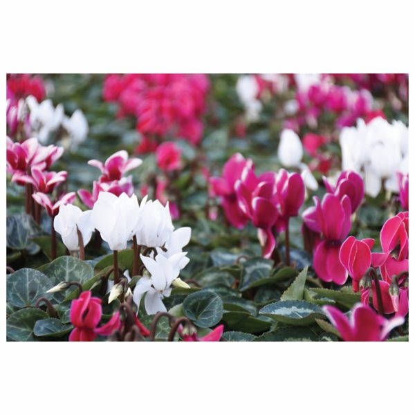 Ciklama 'Angel Wings Mini' T11 - Akcija u trgovini Bauhaus