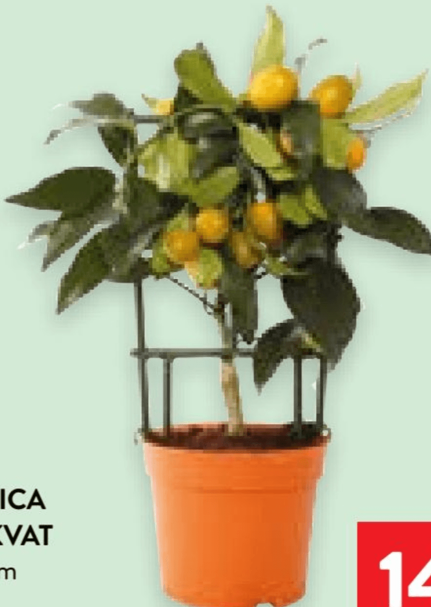 Sadnica kumkvat 1 kom - Akcija u trgovini Spar