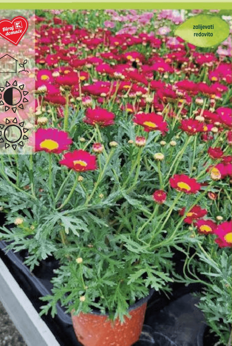 Margareta komad - Akcija u trgovini Kaufland