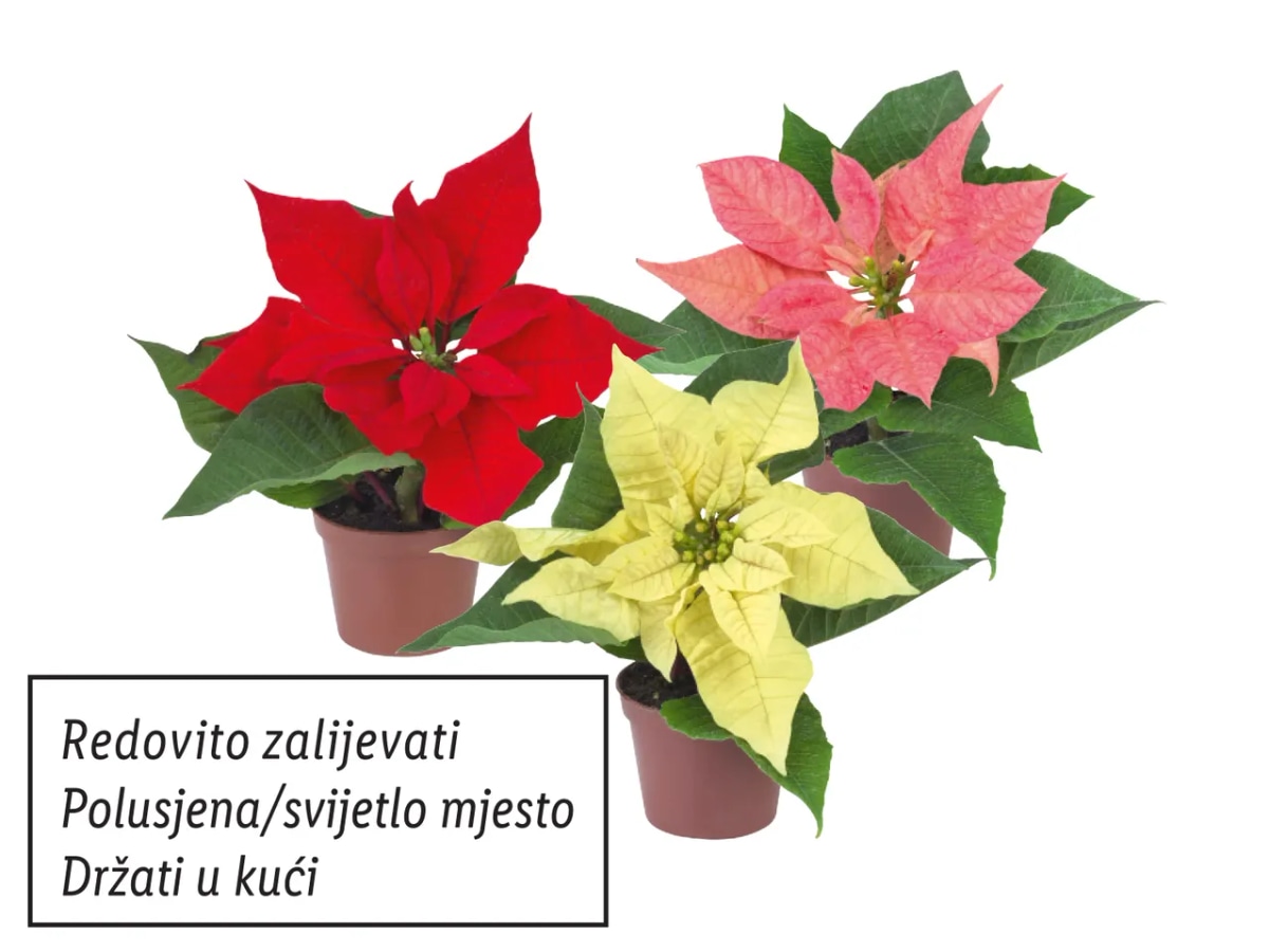 Mini božićna zvijezda Komad - Akcija u trgovini Lidl