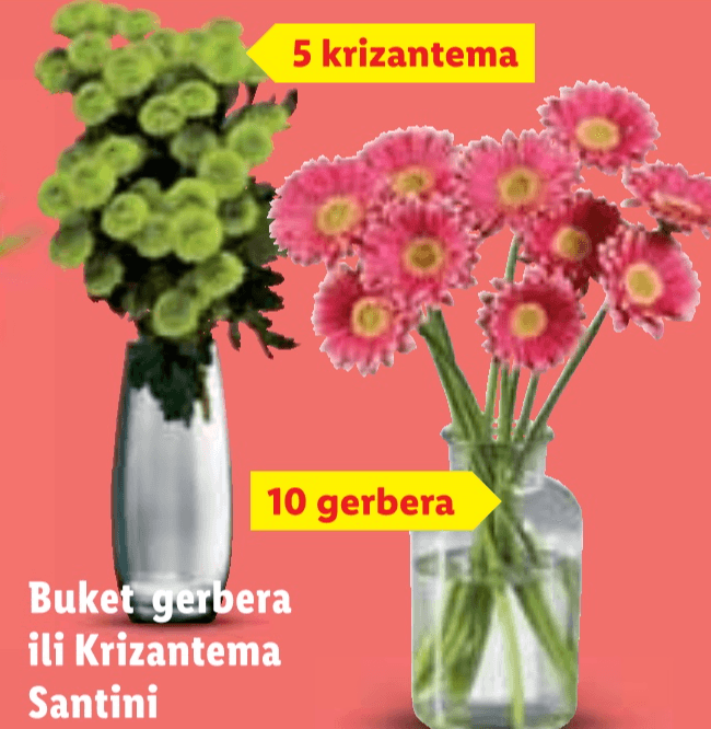 Buket gerbera ili Krizantema Santini 5 krizantema ili 10 gerbera - Akcija u trgovini Lidl