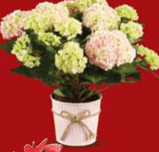 Hortenzija - Akcija u trgovini Lidl