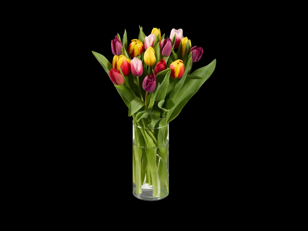 Buket - Tulipani 18 tulipana - Akcija u trgovini Lidl